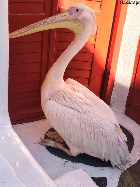 Petros The pelican: he is the mascot of the island!
