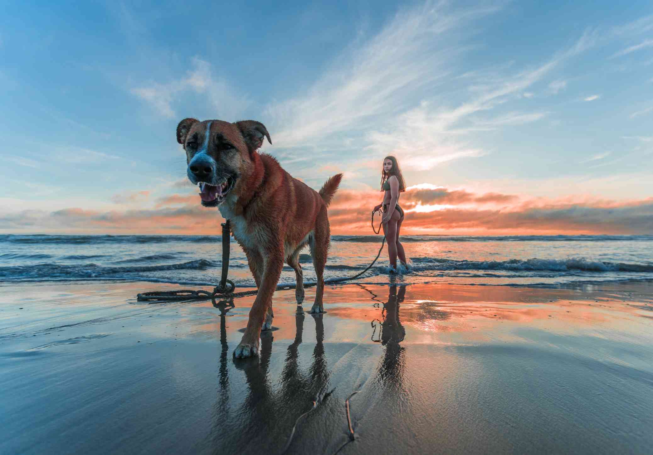 Read more about the article How to Vacation with Your Dog at Your Side?